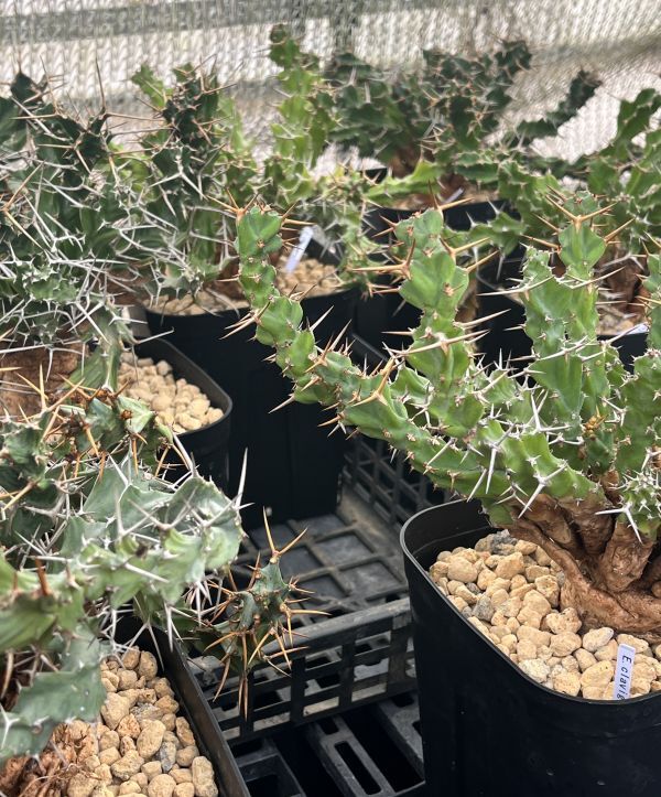 Yahoo!オークション -「ユーフォルビア クラビゲラ」(観葉植物 Yahoo!オークション -「ユーフォルビア クラビゲラ」(観葉植物
