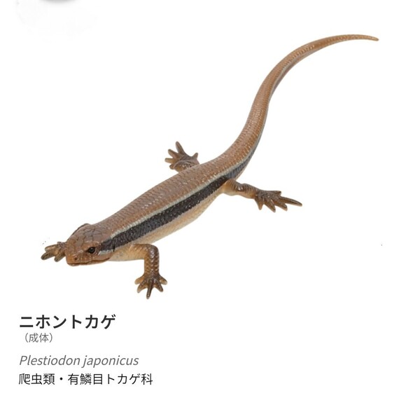 ネイチャーテクニカラーMONO いきもん トカゲ・ヤモリ ニホントカゲ(成体)のマグネットタイプ 1個300円のガチャ 2022年夏購入