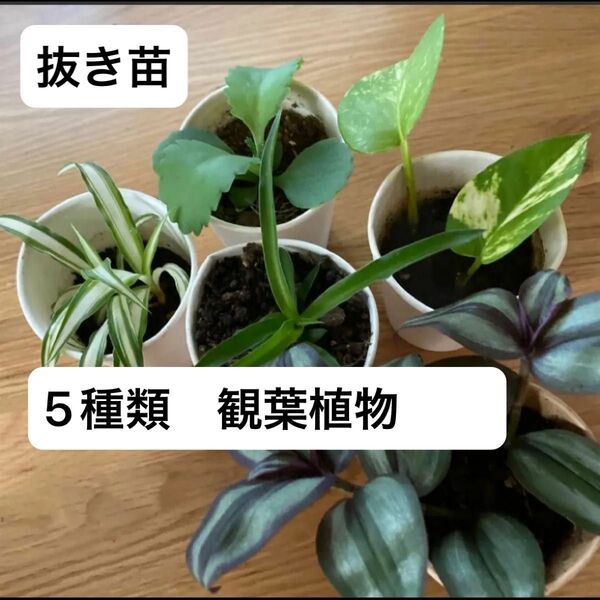 観葉植物 5種類 抜き苗 多肉植物