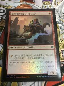 イタチ乗りのレッドキャップ foil エルドレインの王権 日本語 マジックザギャザリング MTG