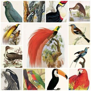 ビンテージ 手描き 鳥 画像 800種 素材集 コレクション / バードウォッチング 梟 雀 鳩 音呼 鶩 烏 孔雀 鷹 鶴 隼 鷲 鳶 iphone11 XR proで