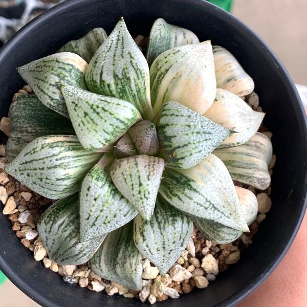 多肉植物 ハオルチア パンドラ錦 大株