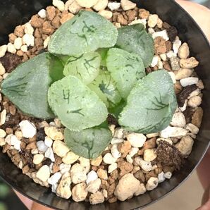 多肉植物 ハオルチア 楊貴妃