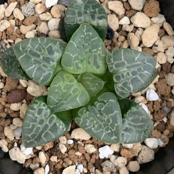 多肉植物 ハオルチア サークルオブライフ