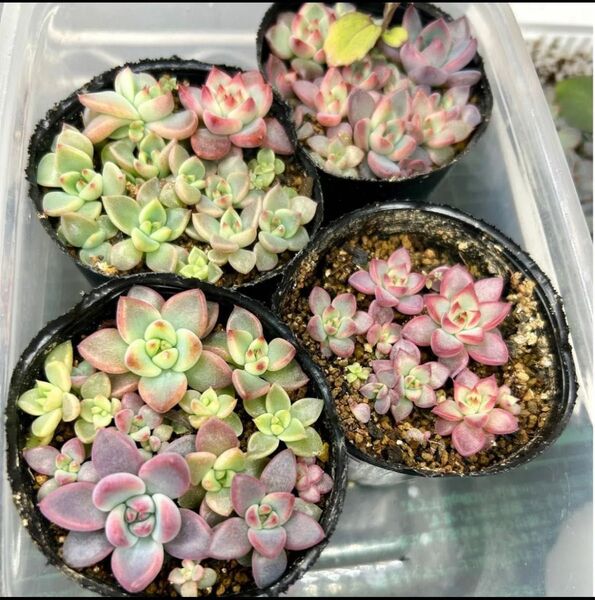 Colorata Autentica アウテンティカ ゴンザレスさん苗 種子 50粒エケベリア 多肉植物
