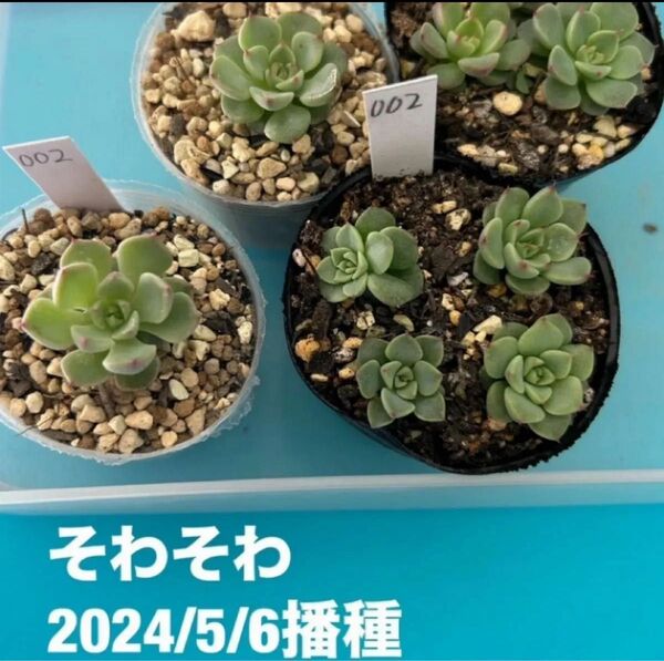 エケベリア そわそわ 種子 50粒+@ おらいさん苗 札なし 発芽確認済