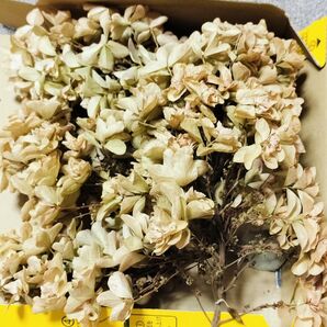 かしわば紫陽花ドライフラワー