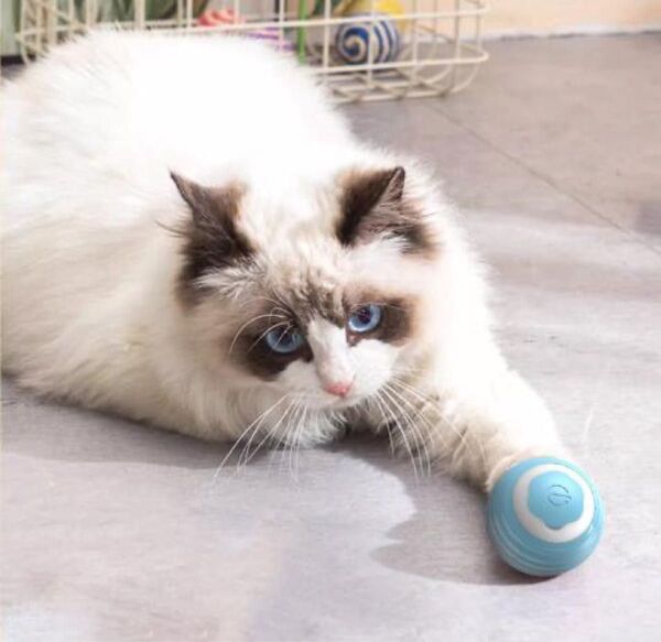 猫 ペット おもちゃ USB充電 ブルー1 ストレス発散 肥満防止