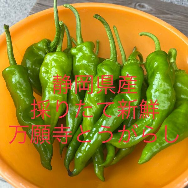 静岡県産 無農薬 万願寺とうがらし 採りたて大量!