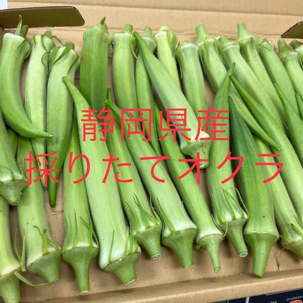 静岡県産 無農薬 採りたてオクラ 約650グラム