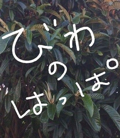 農薬不使用びわの葉っぱ(枇杷)