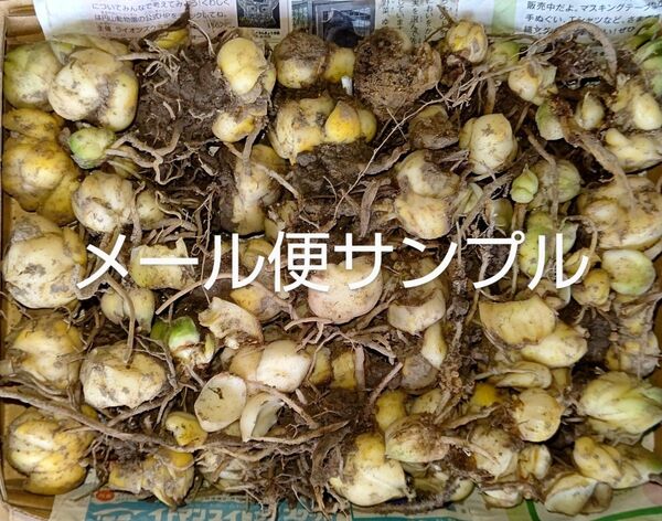鉄砲百合球根 小サイズ