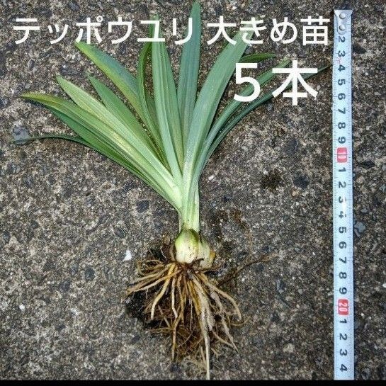 テッポウユリ大きめ苗五本