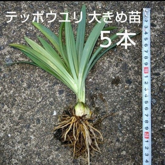 テッポウユリ大きめ苗五本
