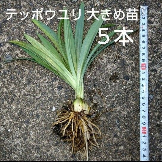 テッポウユリ大きめ苗五本