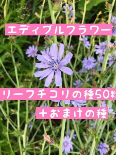 エディブルフラワー リーフチコリ(イタリアンタンポポ)種50粒+おまけの種