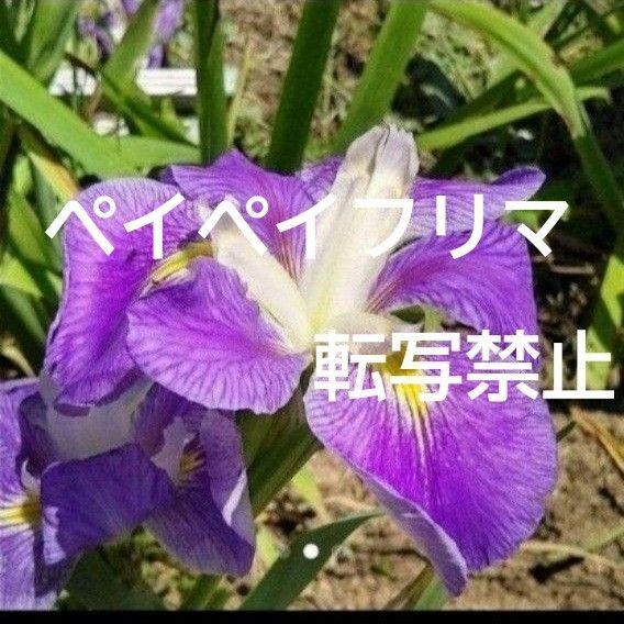 花菖蒲 しょうぶ アヤメ あやめ 球根 苗 紫色 3株