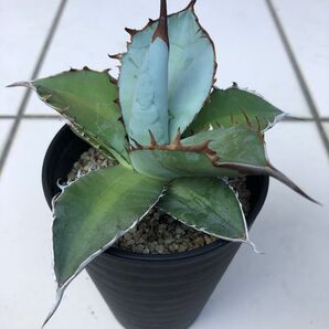 アガベ チタノタ ブルー titanota Agave 多肉植物