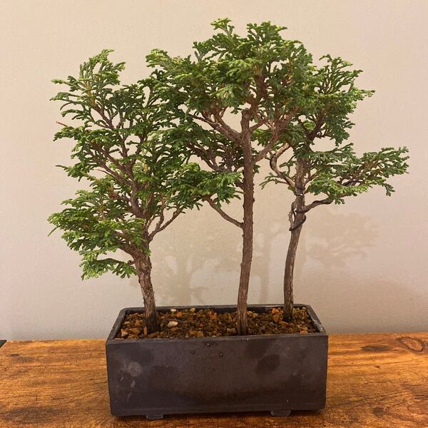ヒノキ 寄せ植え 盆栽 角鉢 常緑