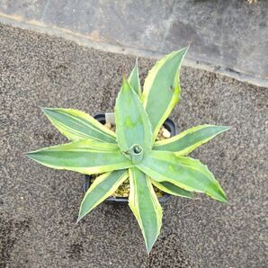 アガベ オバティホリア オルカ