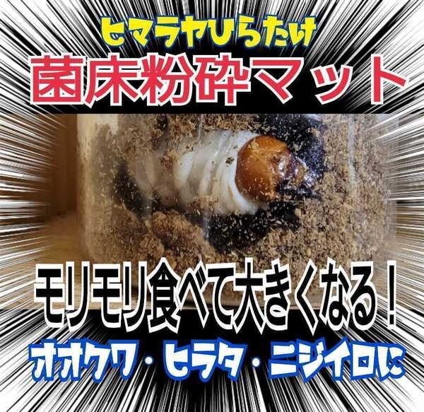 活性菌糸粉砕クワガタマット【10L】幼虫が大きくなる!瓶やプリンカップに詰めるだけ!菌糸瓶より経済的です!オオクワ、ヒラタ、虹色に!