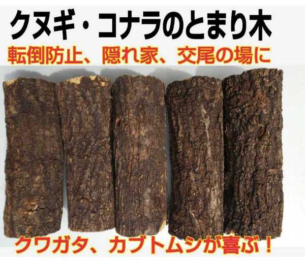 送料無料!とまり木5本セット!クワガタ、カブトムシが最も喜ぶコナラやクヌギ☆ケース内のディスプレイ隠れ家、転倒防止、交尾の場に最適