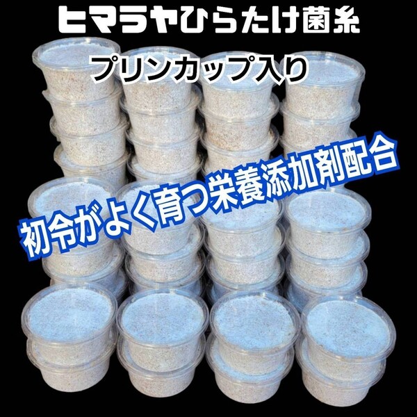 特選!ヒマラヤひらたけ菌糸カップ120ml【8個セット】初令、2令幼虫専用栄養添加剤配合! オオクワガタ、ニジイロ、ヒラタ、ノコギリに!