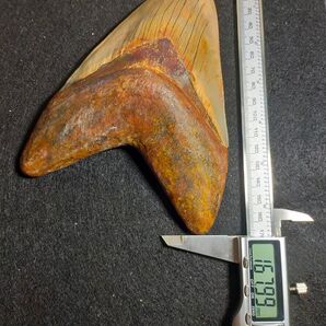 【特大:167mm, 161mm】メガロドン 化石 標本 サメの歯 歯の化石