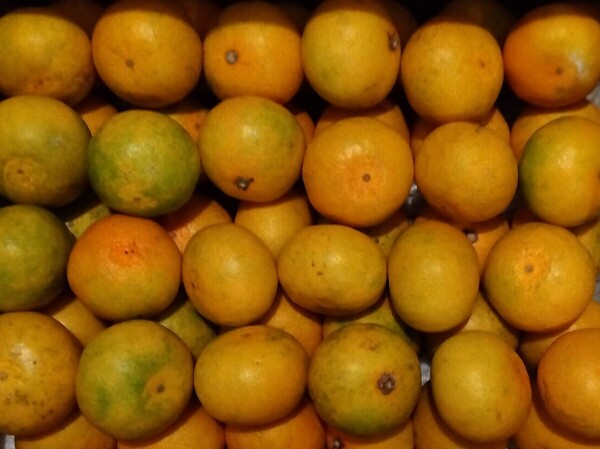 肥のあかりみかん Mサイズ 糖度12℃以上!48玉入 熊本県天水特産 約3.5kg 秀品 家庭用