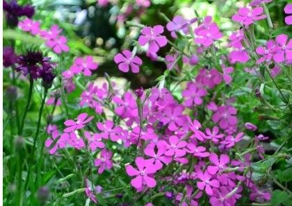 ピンクパンサーの種 300粒