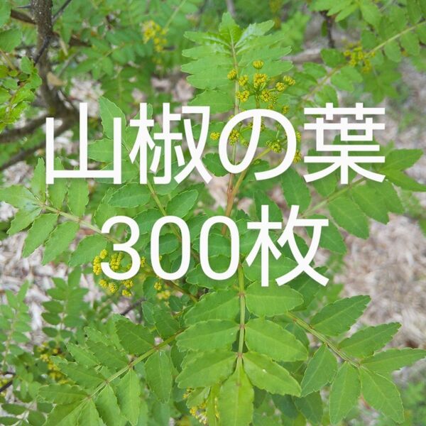 山椒の葉 300枚 新鮮 農薬不使用 天然物