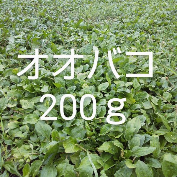 オオバコ(かえるっぱ)約200g 新鮮 農薬不使用