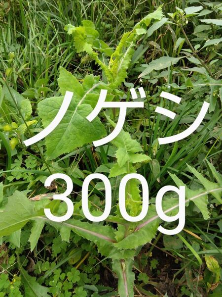 のげし 約300g 新鮮 農薬不使用