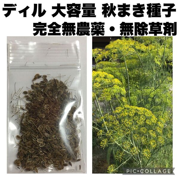 ディル 種子 完全無農薬 無除草剤 有機栽培 オーガニック 大容量