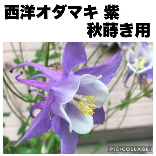 西洋オダマキ アクイレギア パープルホワイト 紫 種子 30粒 花の種 山野草