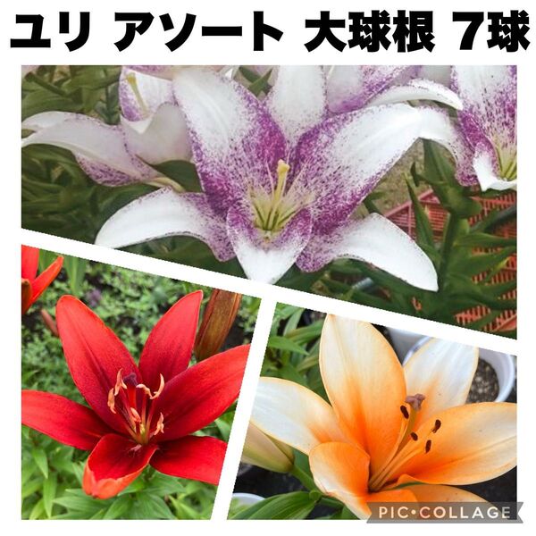 ユリ 大球根 3種 アソート バラ売り不可 7球根