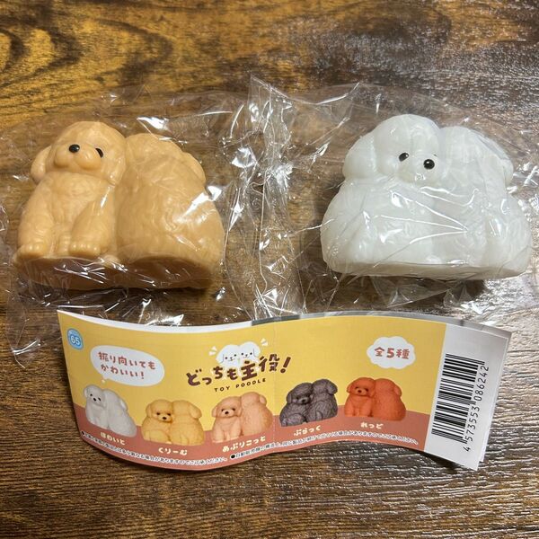 どっちも主役! TOY POODLE トイプードル クリーム ホワイト