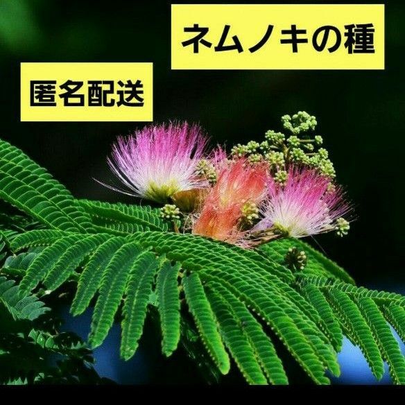 ネムノキの種 15粒