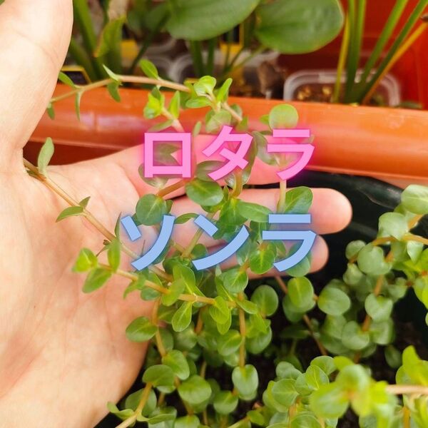 ロタラ ソンラ 水上葉【3本】