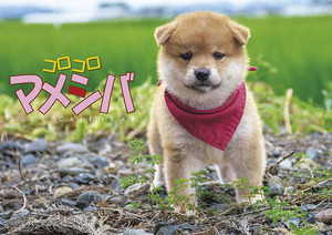 **2020 year (. peace 2 year )[ love dog ....mamesiba]CL-391( wall-mounted calendar ) / new goods /