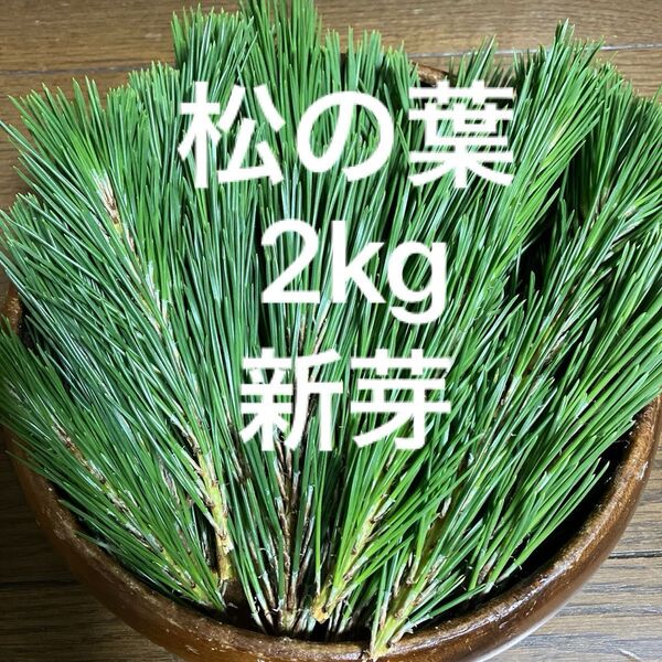 秋田産松の葉2kg新芽