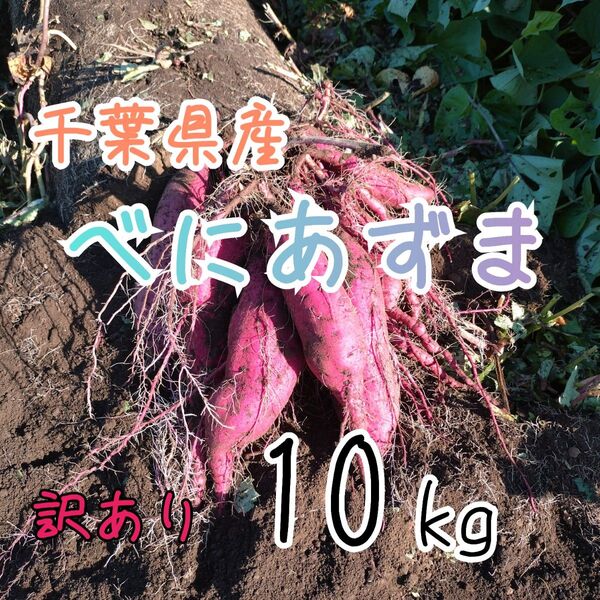 紅あずま 10kg 訳あり