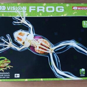 4D VISION 動物解剖モデル No.13 カエル解剖スケルトンモデル