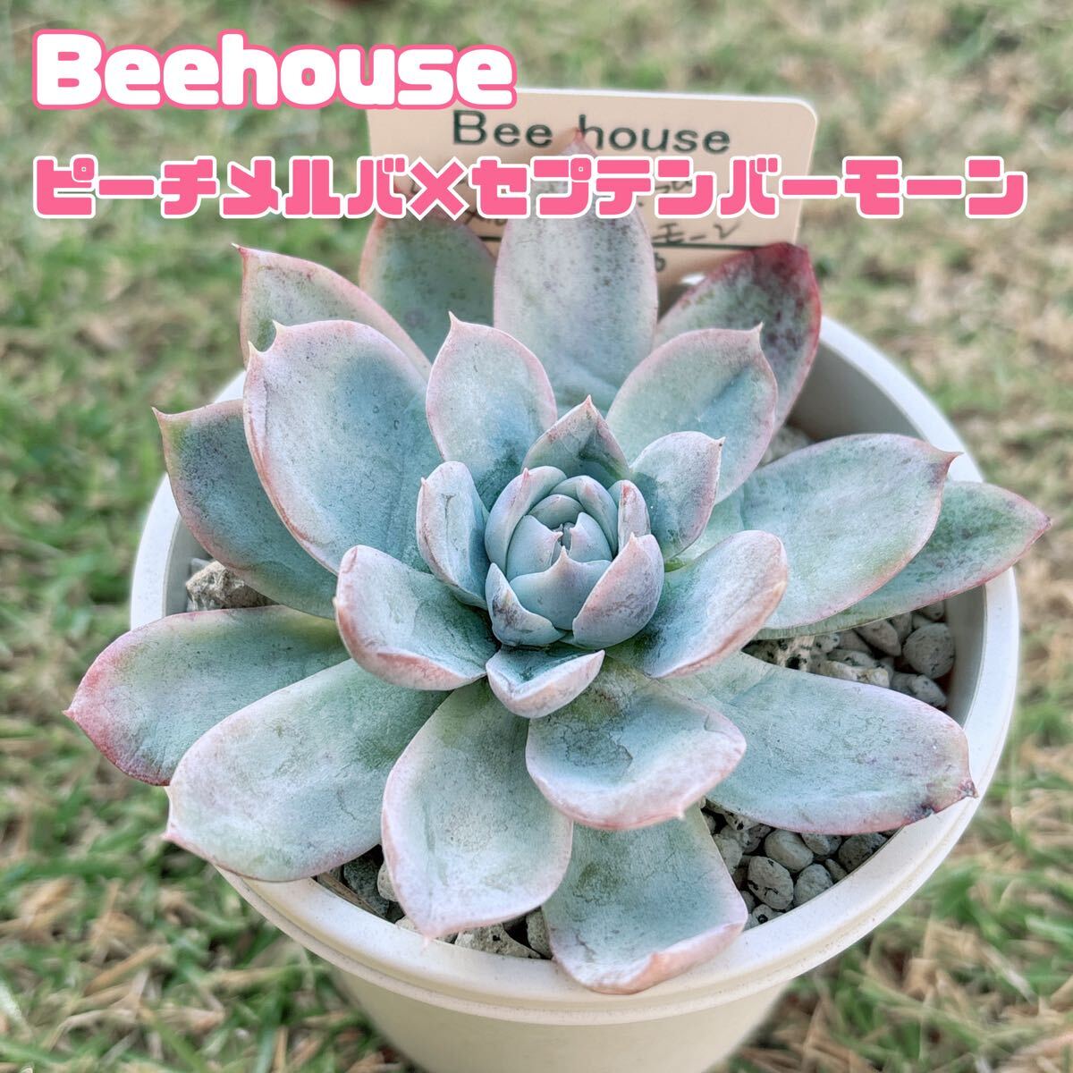 Yahoo!オークション -「beehouse エケベリア」の落札相場・落札価格 Yahoo!オークション -「beehouse エケベリア」の落札相場・落札価格