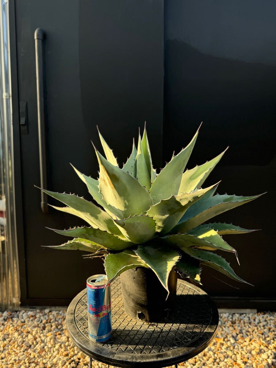 Yahoo!オークション -「フロスティ」(アガベ) (観葉植物)の落札 Yahoo!オークション -「フロスティ」(アガベ) (観葉植物)の落札