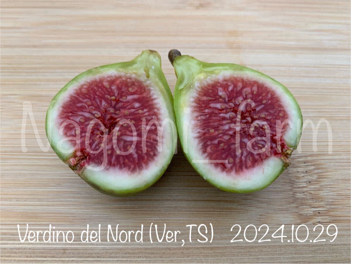 Yahoo!オークション -「nord」(果物) (苗)の落札相場・落札価格 Yahoo!オークション -「nord」(果物) (苗)の落札相場・落札価格