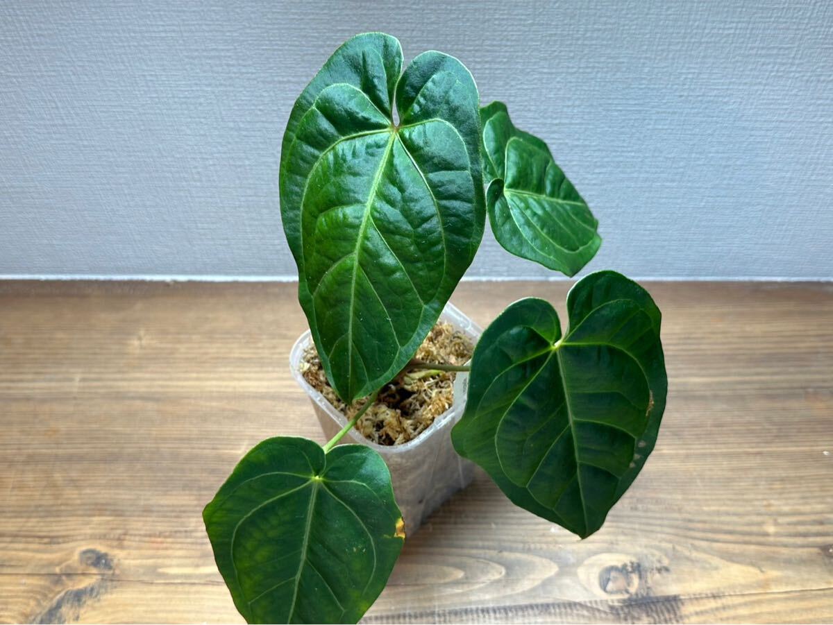 Yahoo!オークション -「zara」(その他) (観葉植物)の落札相場 Yahoo!オークション -「zara」(その他) (観葉植物)の落札相場