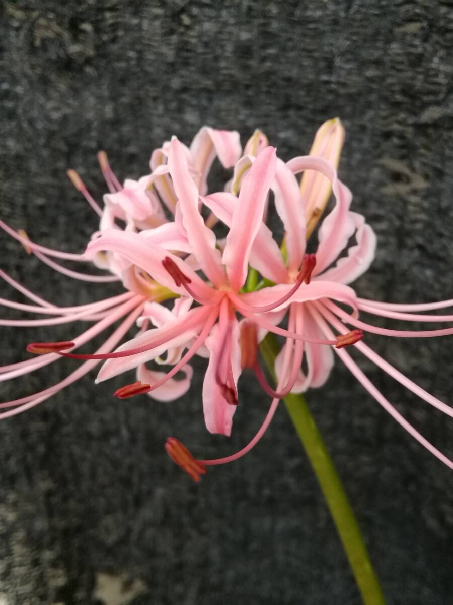 長州桃華 彼岸花 自然突然変異種 桃色覆輪 球根3個 ヒガンバナ