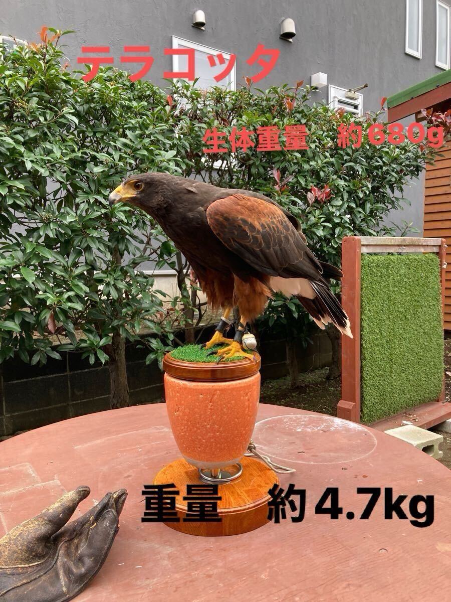 大型猛禽パーチ ファルコンブロック)屋内外用)ダークグレー 大型猛禽パーチ ファルコンブロック)屋内外用)ダークグレー