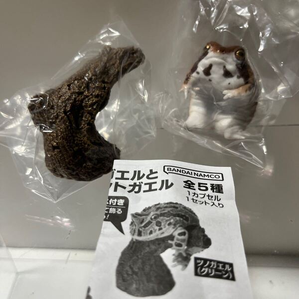 いきもの大図鑑レプティアメフクラガエル